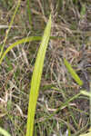 Gohlson's sedge